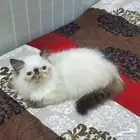 بيكي فيس هملايا
