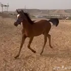 مهره شعبية فاخرة