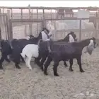معزاء عوارض طيبه
