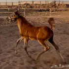 مهر واهو لم يسجل اليف جدا ولعوب عمر ثلاث شهور 1400 ريال حد