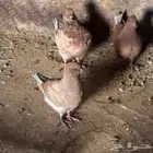 حمام كنق