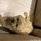 العمر 6 شهور متدرب