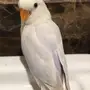 فرخ روز بلد مميز