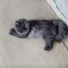 البيع مستعجل قطه نظيفه ومخذه اطعمته الوله