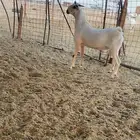 مشروع فحل فاخر