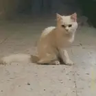 قطط تبني