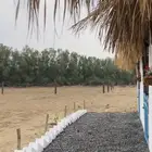 مربط الإعجاب للخيل العربية الأصيلة