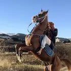 حصان شعبي كفو الاسم  قحيصان الاب  الهيزبر الام م العمر  9