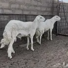 فحول حريات مشروطه