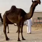مجهم حقه