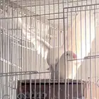 جوز روز البينو منتج ((تم البيع))