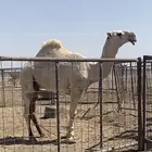 قعود جذع عوني