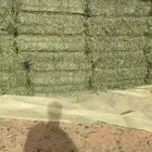 للبيع برسيم شد ورق ورطوبه
