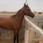 البيع خيل شعبي