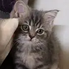 قطه سكوتش ستريت