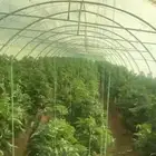 للبيع بيوت محمي خمسه بيوت شبيه الجديد وسعر طيب