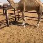 بعير باتلي