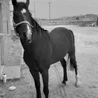حصان واهو بطل