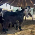 تيس عارضي صنف