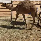 بكره قصب
