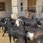 جفار قبرصيات سود صنف