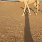 بكره حقه كفو