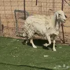 شاه حريه دافع