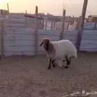 تم البيع للبيع نعيميه جرم طيب صنف تحتها خروف