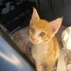 قطط للتبني