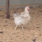 دجاج مفتل فاخر