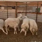 حريات للبيع
