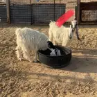 جفره جذعه للبيع
