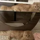 قطط لتبني مع اغراضها