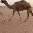 خفوت شعلا طيبه