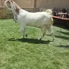 معزاء هولندي مطورة دفيع