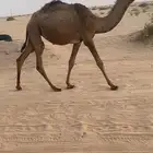 بكره صفراء طيبه