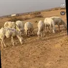 غنم حريات عددها 7 دفيع صحتها شرط غنم بر طيبه