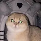 انثى سكوتش فولد للبيع