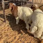 خرفان نعيم الموقع لينه