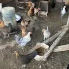 دجاج بلدي وفيومي بشاير