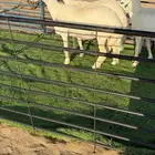 رخال حريات فواخر صنف الصنف