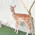 غزال هولندي
