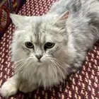 قط ه للبيع شيرازي سليمه من المراض وهاديه