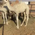 قعود قصب