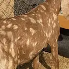 جفرة زينه البيع مضرع
