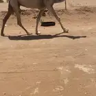 عشراء وضحاء طيبه