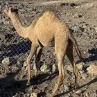 للبيع بكره لحم