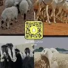 سناب الشملي رقم 1