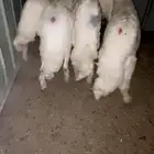 للبيع أربع خرفان ورخل العدد 5