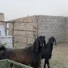 جوز قبرصي صنف